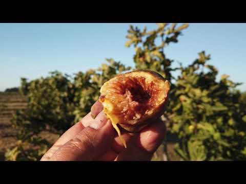 Nordland Fig