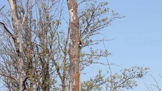 Red-headed Woodpecker
