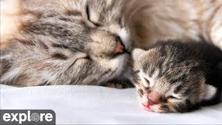 Kitten Rescue - Baby Kittens Cam