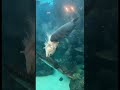 Shark eating large fish at florida aquarium 😱🦈#shorts #shark