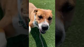 Video preview image #1 American Staffordshire Terrier-Labrador Retriever Mix Puppy For Sale in phoenix, AZ, USA