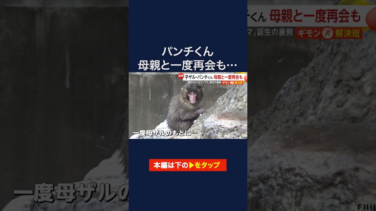 人工哺育されたサルの子ども・パンチ君、母親代わりのぬいぐるみ「オランママ」誕生の裏側　市川市動植物園 #shorts