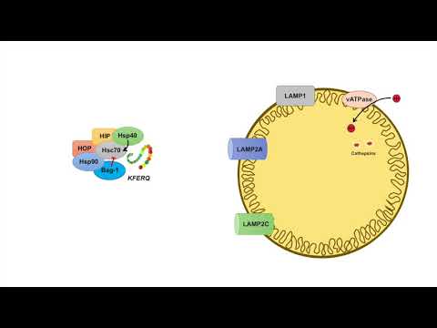 Overview of Glycolysis Basics for Beginners Biochemistry Lesson