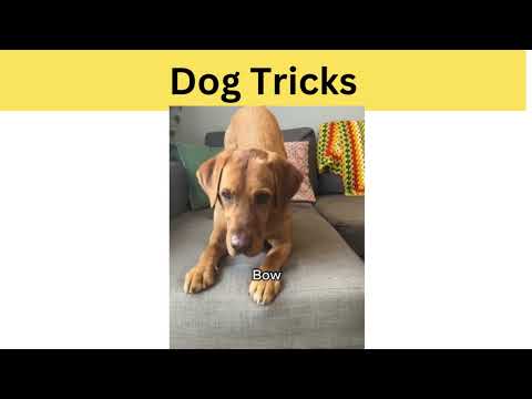 Dog Tricks 1