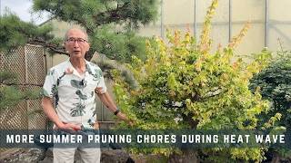 Download lagu More Summer Pruning Chores During Heat Wave mp3