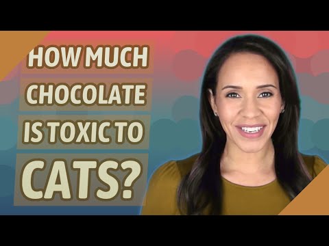 How much chocolate is toxic to cats?