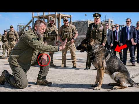 The Military K9 Obeyed No One — Until a Homeless Veteran Gave One Command