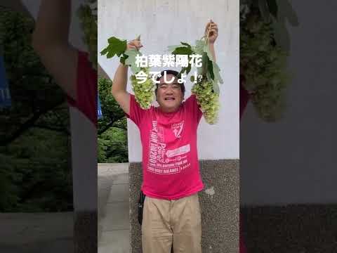 将来の開花を危険にさらさずに、いつどのようにアジサイの頭を切るのですか？  庭園