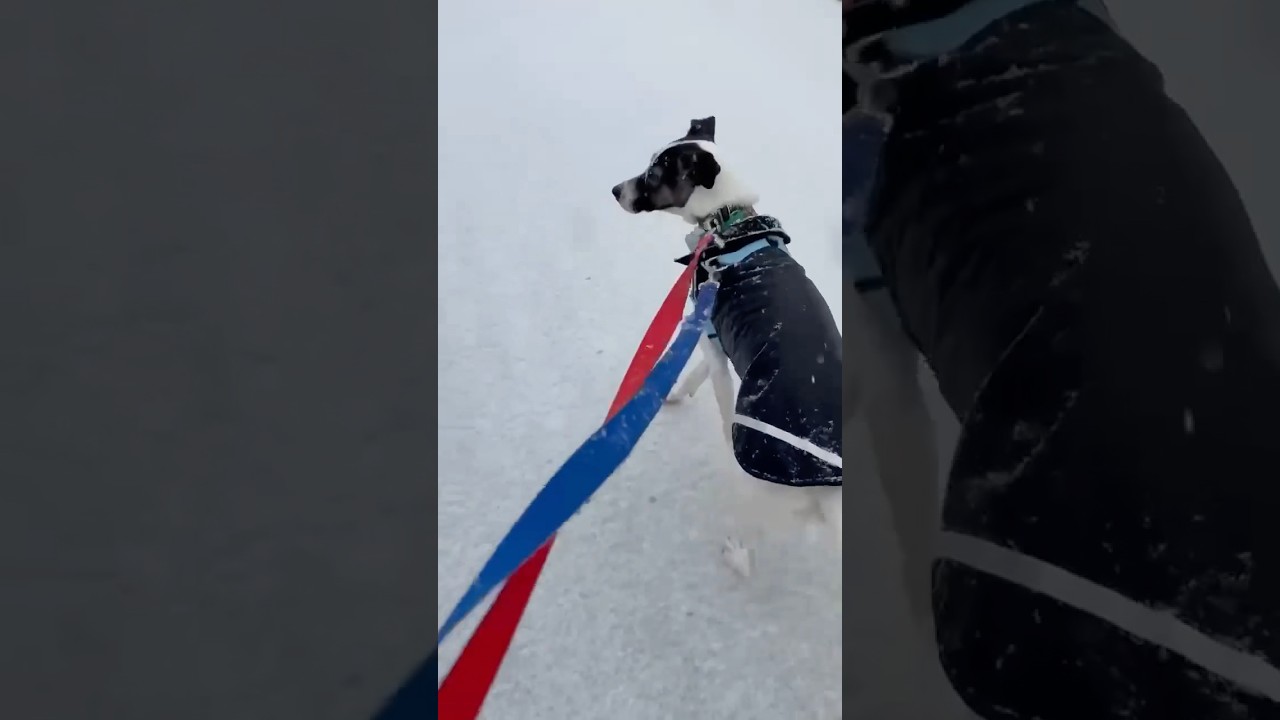 Enlarge Zoe, a ADOPTABLE mixed breed in Toronto, ON video 6/6