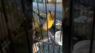 Download lagu suara konin trotol ngeriwik belajar bunyi, ada yang mau cara perawatanya? mp3