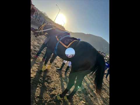 The Viking Grade One