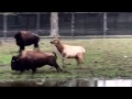 Elk Chasing Bisons