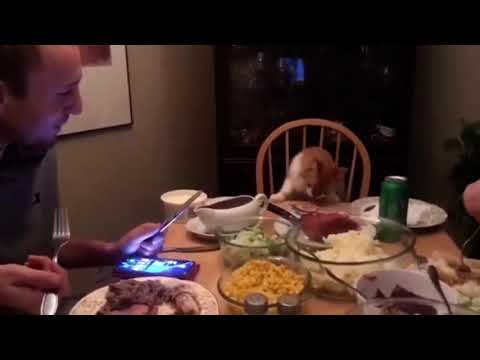 The cat has a seat at the thanksgiving table