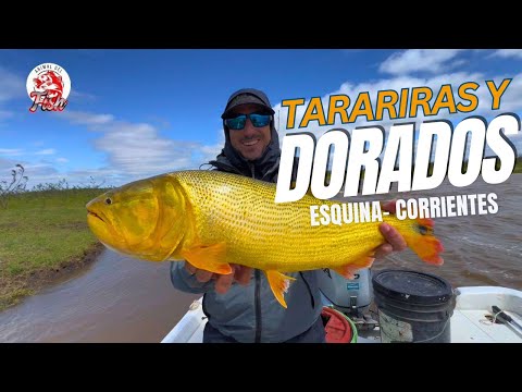 Esquina, Corrientes: Pesca de Tarariras y Dorados 🐟 | Episodio 1 – Animal del Fish