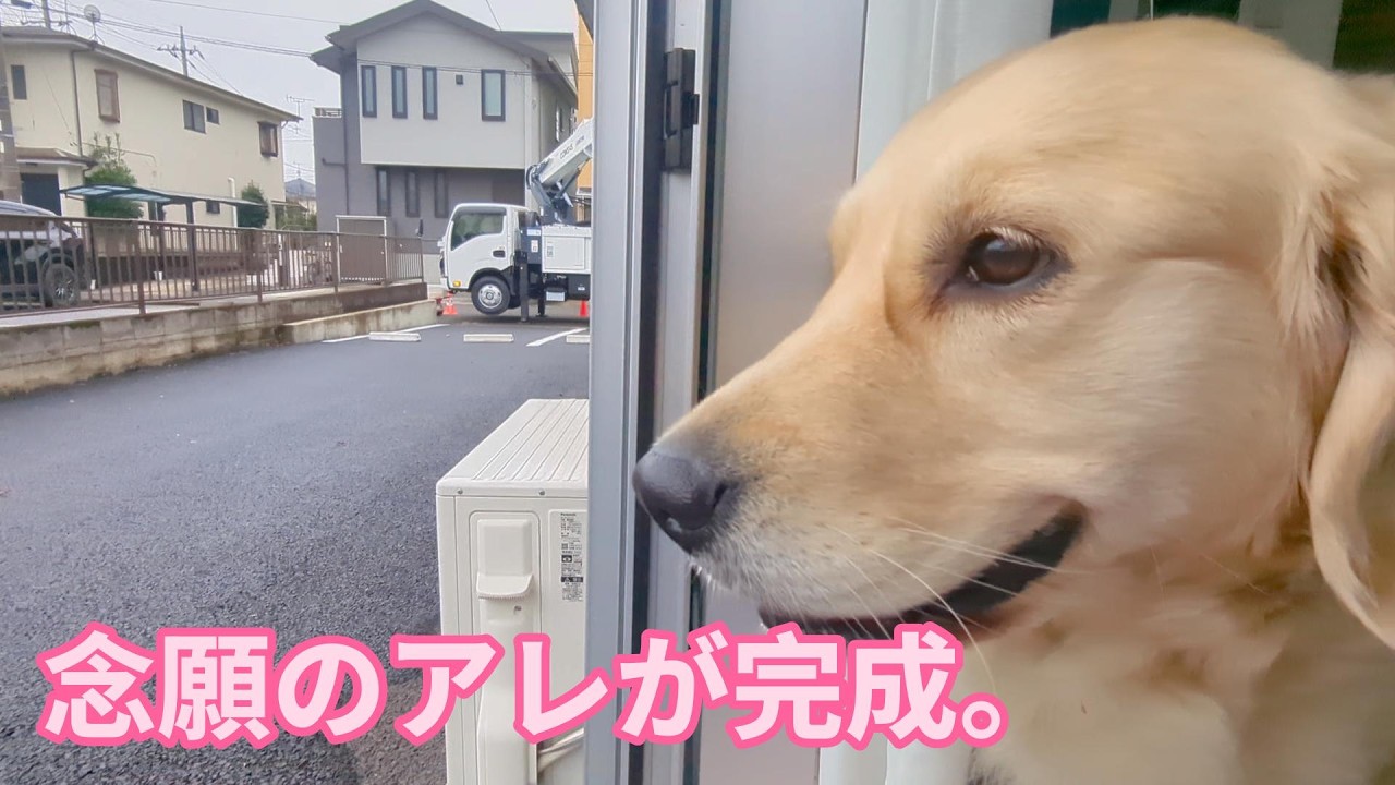 念願のアレが完成しました。ゴールデンレトリバーティト