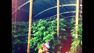 Wiz Khalifa - Ziplocc