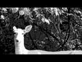 peter broderick - with the notes in my ears 