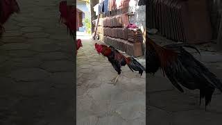 Download lagu ayam bangkok selatan #ayam #ayambangkokindonesia#ayamthailand mp3