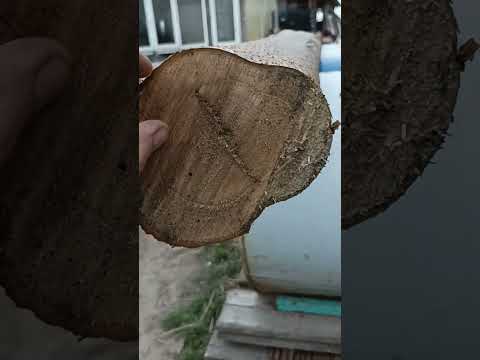 Павловния- самое быстрорастущее дерево на земле! Этому стволу 2 года после тех среза.