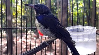Download lagu Suara burung wiceh/kolibri kelapa mp3
