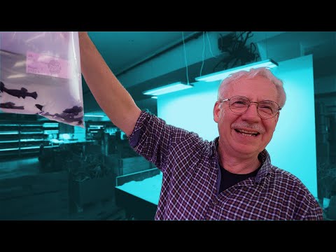 Black Molly & Co. im Aquarium Fisch Unboxing 📤