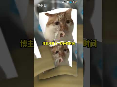 咪：偷吃我月子餐？吃我喵喵拳！#貓咪 #月子餐 #狗 #喵喵拳