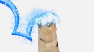 Dog with a Blog - Youre Watching Disney Channel (2