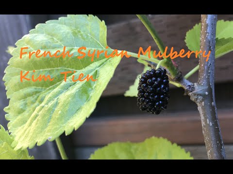 French Syrian Mulberry PNW Gardening