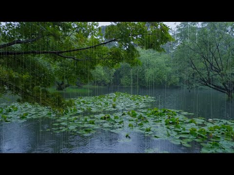 The beautiful little lake is raining(5) , sleep, relax, meditate, ASMR, Real Shot