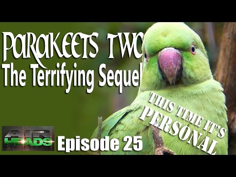 Parakeets II…this time it’s personal – AirHeads, episode 25 Parakeets II…this time it’s personal – AirHeads, episode 25