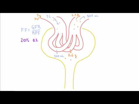 Law of Mass Balance in the Kidneys