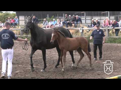 NF184 Stutfohlen von Casall   Chin Chin   Heraldik xx Apple Geräte HD Höchste Qualität