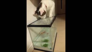 Common Sence  - Take it ez