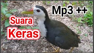 Download lagu Paddy birds #Paddy birds #Paddyfieldbirdssound #Paddyfieldbirds #soundbirds mp3