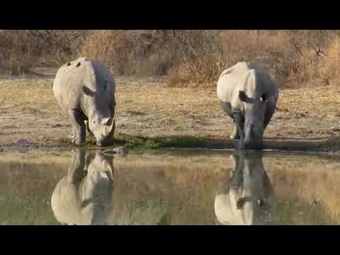 World Rhino Day.  22/9/2021