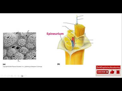 Epineurium, Perineurium and Endoneurium - Nerve Coverings - Part 2 of 10
