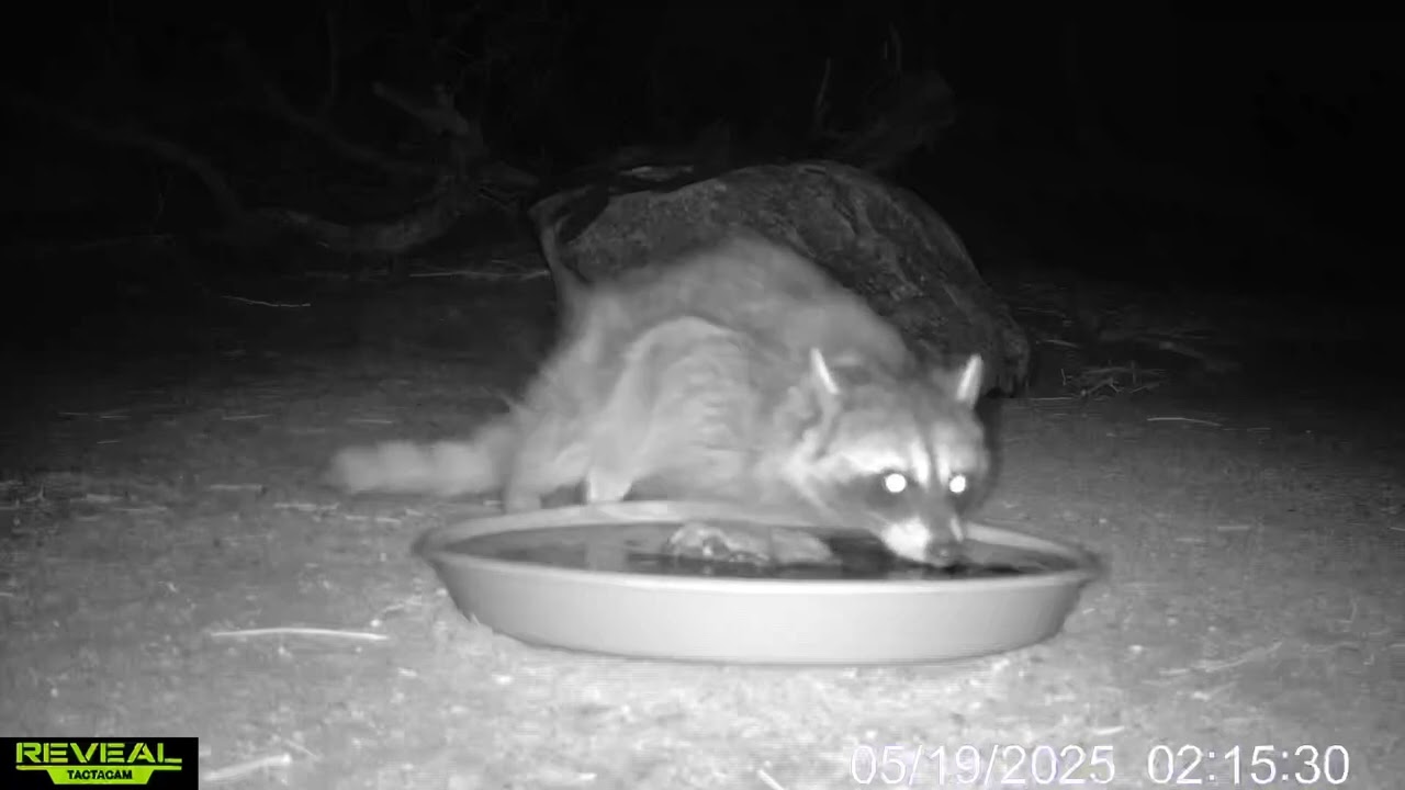 S3E17: The resident raccoon stops by a water station and the lake