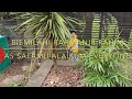 Shokher bagan 2021/ repotting my baby palm trees / English subtitles