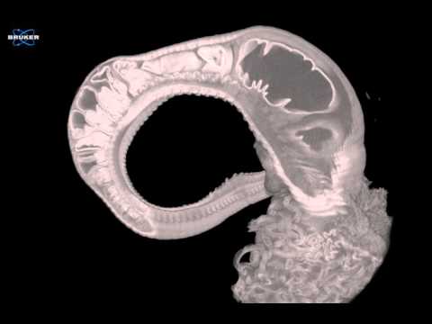 1380 amphitrite ornata terebellid worm 4 18 2016 in i rec0000