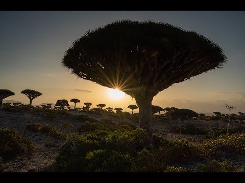 Socotra 2024