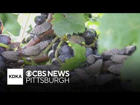 Fetterman, McCormick introduce legislation to stop spread of ...