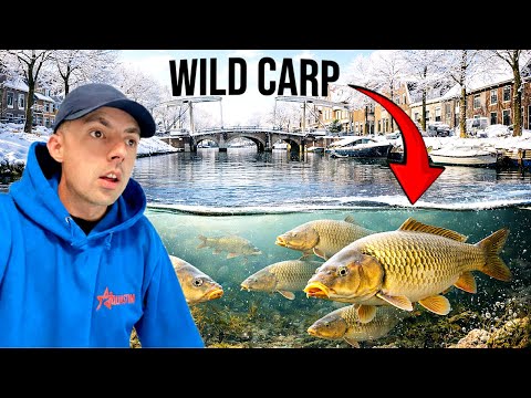 CATCHING HUGE CARP IN HOLLAND CANAL