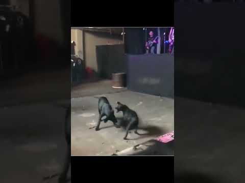 🐕🤟Perros haciendo Mosh Pit? #heavymetal