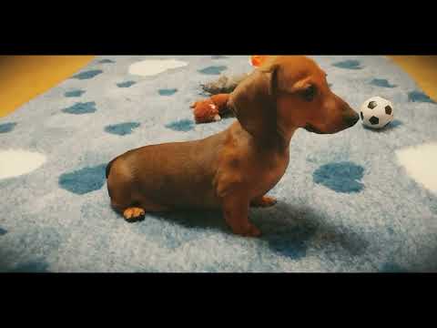 Dachshund puppy for sale
