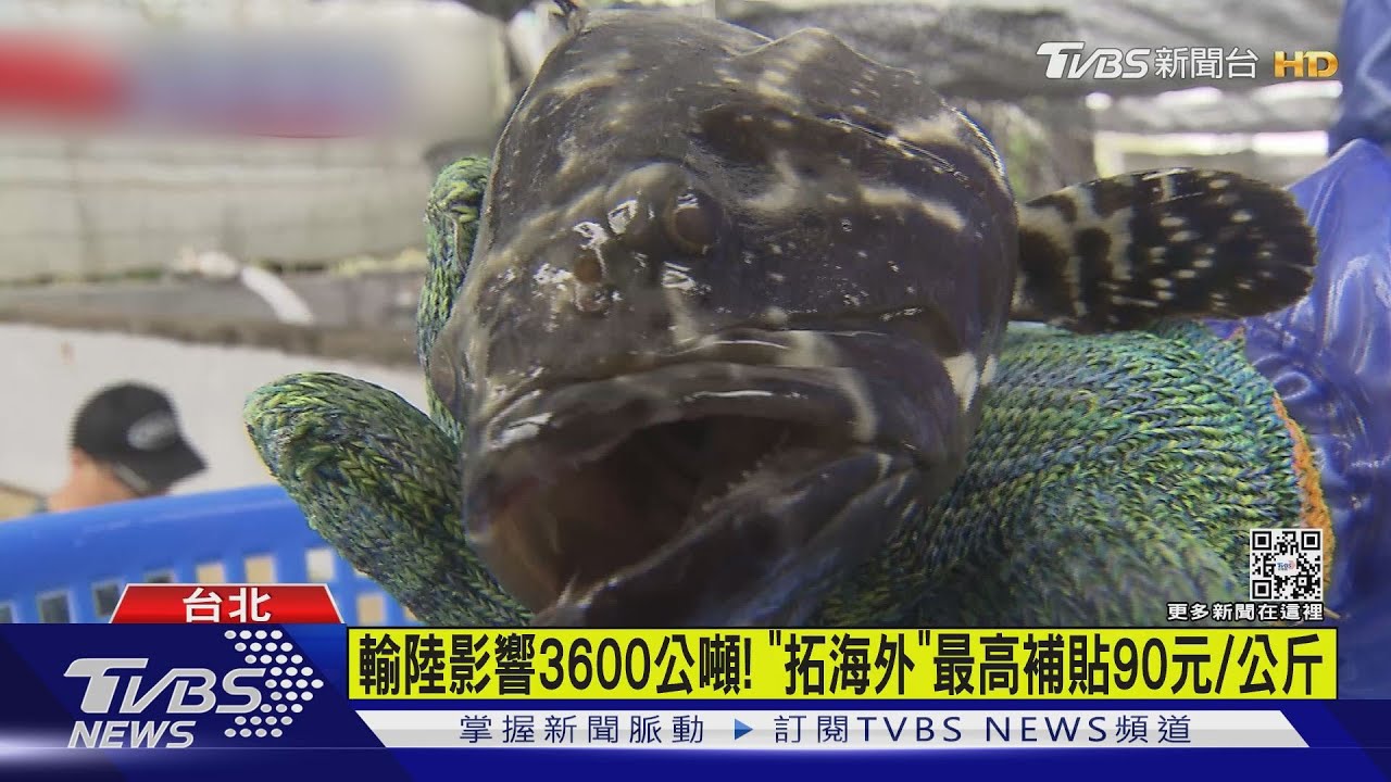 砸8億900萬救石斑! 農委會公布內、外銷獎勵