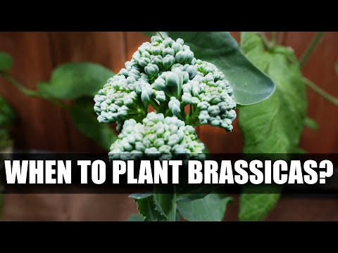 When To Plant Brassicas? - Garden Quickie Episode 38
