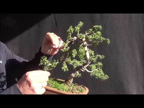 Bonsai 2020-12 - Zeder - Cedrus - ein Bäumchen bekommt eine neue Position