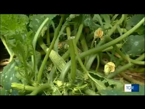 TGR TOSCANA Rai3 Toscana 7 luglio 2018 Centro Avanzi