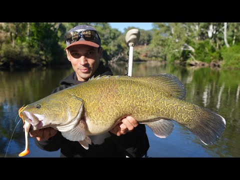 Catching Murray Cod on the River