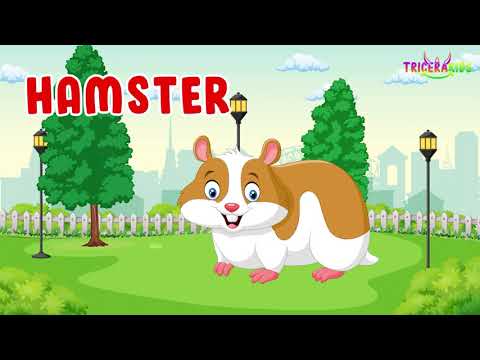 Learn Name Of Pets For Kids - Pet animal animation with real videos - Animal Name And Sound 2022